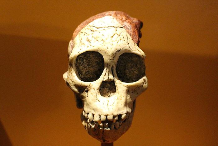 The skull of an Australopithecus africanus.