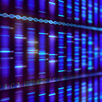 A genome map depicting DNA as a multicolored series of bars.