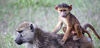 An infant baboon, seated on its mother’s back.