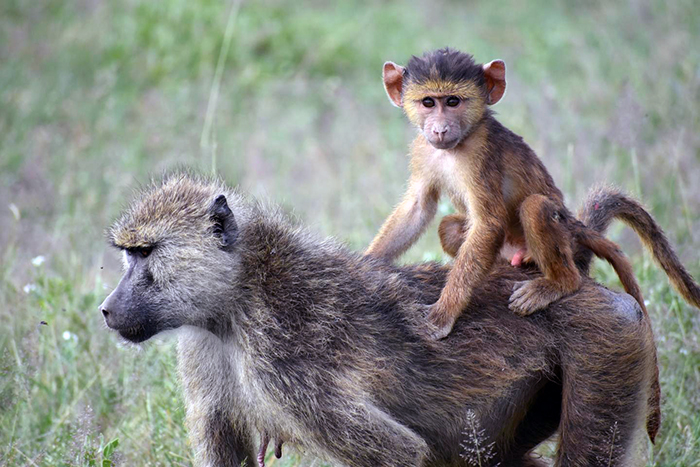 An infant baboon, seated on its mother’s back.