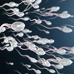 Sperm swimming.
