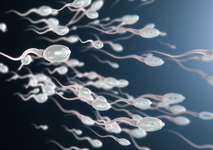 Sperm swimming.