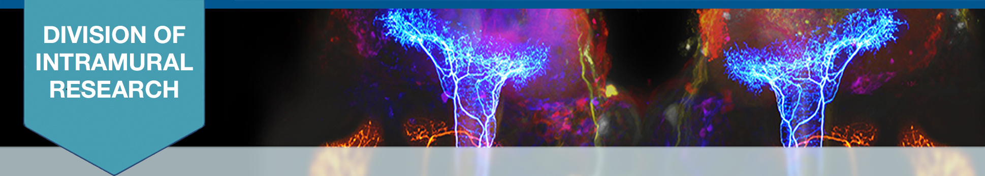 Mark Stopfer Lab banner.