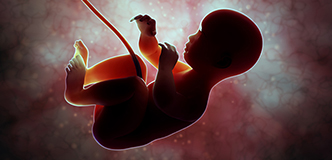 Fetus attached to the umbilical cord.