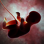 Fetus attached to the umbilical cord.