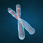 3D rendering of chromosome.