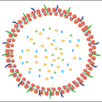 Diagram of a bacterial vesicle.