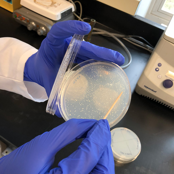 Gloved hands holding a petri dish.
