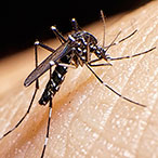 Close up of mosquito biting human skin.