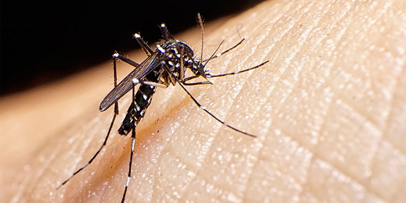 Close up of mosquito biting human skin.