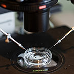 IVF culture dish with medical instruments under microscope.
