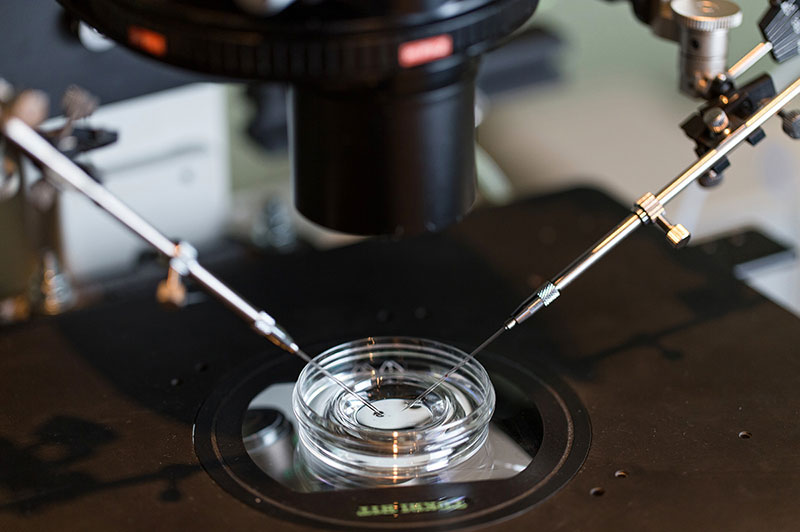 IVF culture dish with medical instruments under microscope.