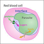In addition to the previously known channels that enable the two-way flow of proteins and sugars between the malaria parasite and red blood cells, researchers have discovered another set of channels that allows the parasite to draw lipids from the red blood cell to sustain its growth. 