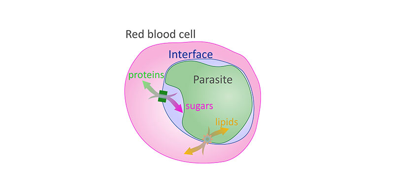 In addition to the previously known channels that enable the two-way flow of proteins and sugars between the malaria parasite and red blood cells, researchers have discovered another set of channels that allows the parasite to draw lipids from the red blood cell to sustain its growth.