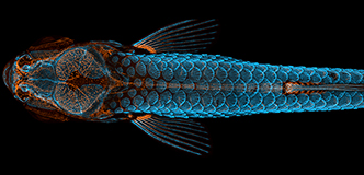 Dorsal view of bones, scales, and lymphatic vessels in a juvenile zebrafish.