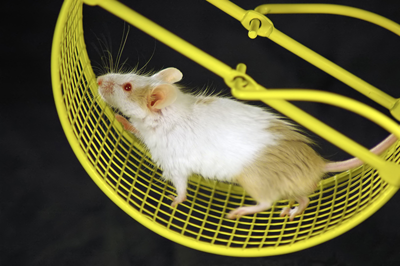 Mouse running in a treadmill.