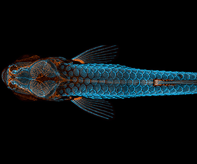 Dorsal view of bones, scales, and lymphatic vessels in a juvenile zebrafish.