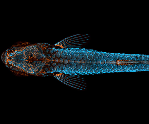 Dorsal view of bones, scales, and lymphatic vessels in a juvenile zebrafish.