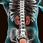 Transparent human torso showing location of the adrenal glands.