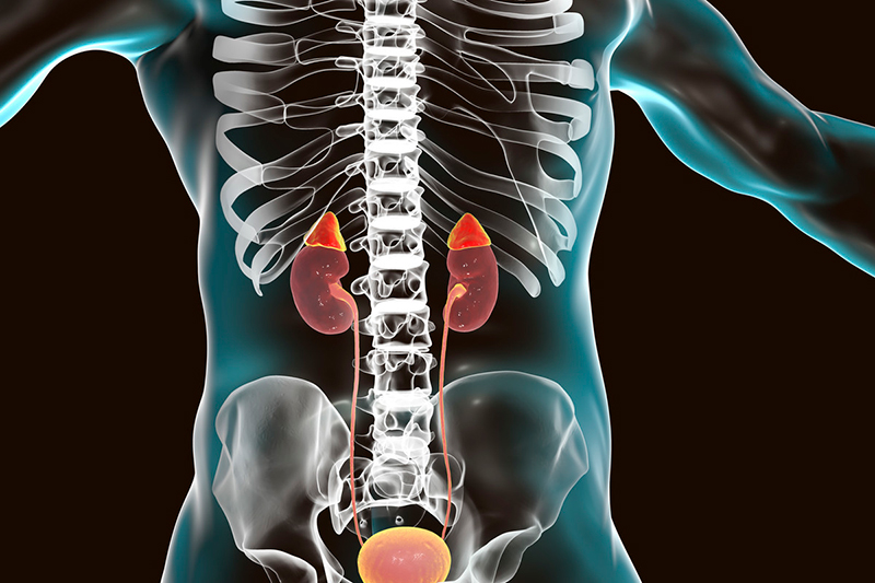 Transparent human torso showing location of the adrenal glands.