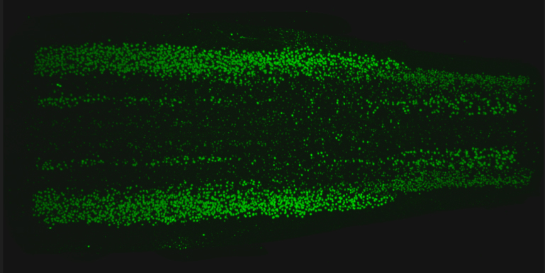 Microscopy image of clusters of green cells on a black background.