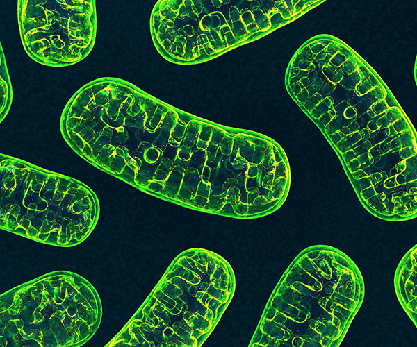 Mitochondria are labelled bright green against a black background. Their shapes are oval with compartments inside.