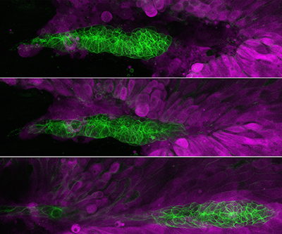 Three panels of microscopy images showing a cluster of green cells moving progressively from left to right against a backdrop of purple cells.