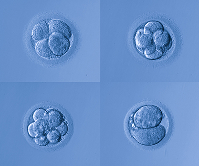 Microscopy image of a developing embryo. There are 4 panels with a different number of cells visible in each panel.