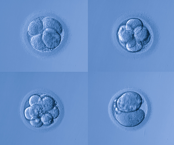 Microscopy image of a developing embryo. There are 4 panels with a different number of cells visible in each panel.