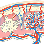 Diagram of the maternal and fetal parts of the placenta, showing the location of trophoblasts.
