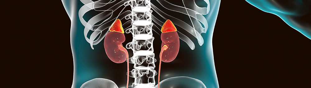 Illustration of adrenal glands and kidneys. 