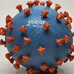 Three-dimensional model of a SARS-CoV-2 particle showing the spike protein protruding from the viral surface.