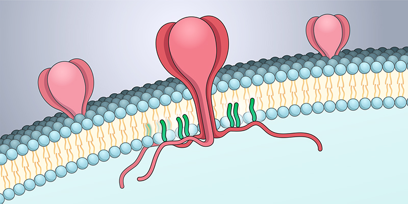 Illustration of the SARS-CoV-2 spike protein embedded in the viral membrane, with S-acylation sites highlighted.