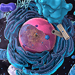 An artist’s depiction of a single cell, with the nucleus and other organelles in a 3-dimensional rendering.