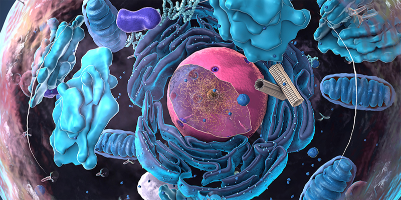 An artist’s depiction of a single cell, with the nucleus and other organelles in a 3-dimensional rendering.