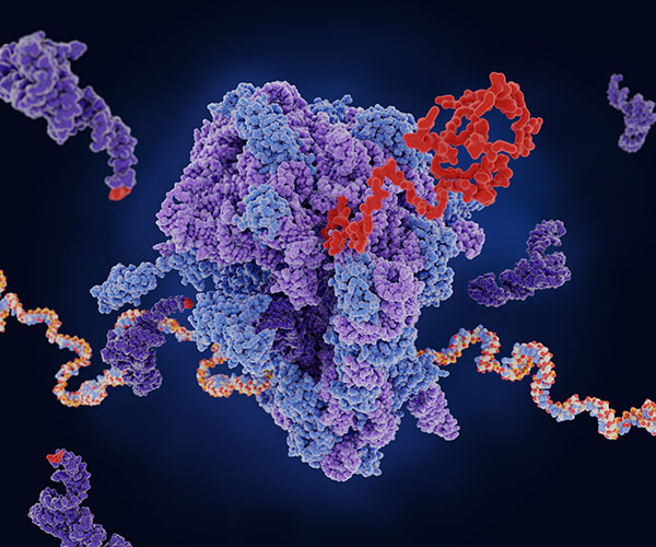 A ribosome (center) translates mRNA (multi-colored strand) into a protein (red). tRNA (dark purple) carries amino acids to add to the growing chain.