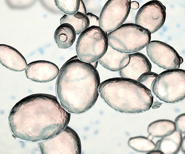 Saccharomyces cerevisiae yeast.