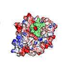 3-dimentional structural diagram of GRTH with a cyclic peptide binding the area of interest.