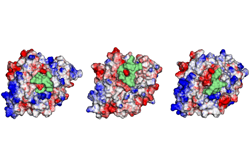 Three 3-dimentional structural diagrams of GRTH with a cyclic peptide binding the area of interest.