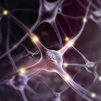 Artist representation of neurons.