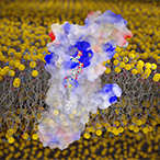 DHHC20 is shown in red, white, and blue, and the membranes are a yellow lipid bilayer.