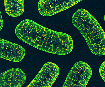 The mitochondria are colored green against a black background. The organelles are transparent with the outer membrane and inner folds visible.