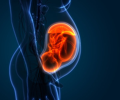 Rendering of a fetus, which is nestled upside down and colored orange, in a pregnant person’s body colored blue. 