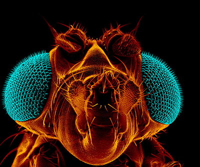 The fly’s eyes are teal and the rest of the body is orange. The image is against a black background.
