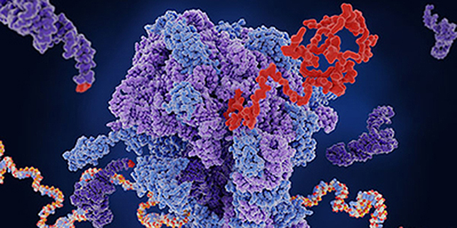 A ribosome (center) translates mRNA (multi-colored strand) into a protein (red). tRNA (dark purple) carries amino acids to add to the growing chain.