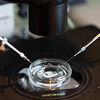 Instruments over a glass dish for in vitro fertilization procedure.