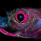 The image is zoomed in on the zebrafish head, with the eye (pink) and various vessel (green) visible against a black background.