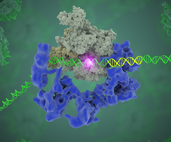 Two proteins surround a DNA double helix. A flash of light appears at the center of the DNA-protein binding site.
