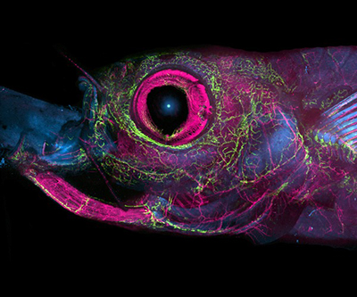 The image is zoomed in on the zebrafish head, with the eye (pink) and various vessel (green) visible against a black background. 