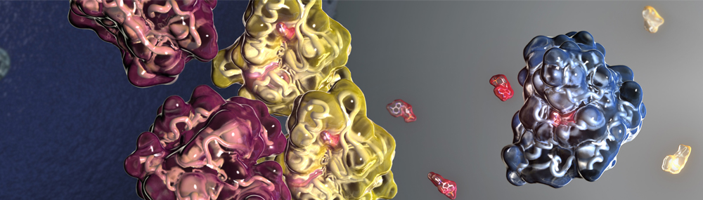 Illustration of protein kinase A/cyclic AMP molecular pathway.